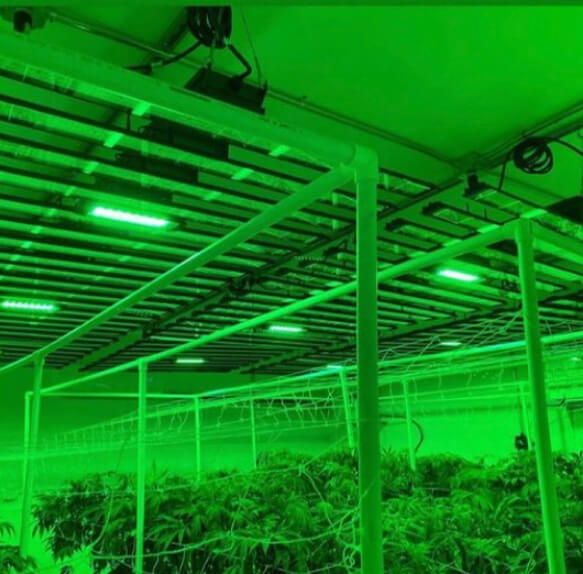 green light for plants at night